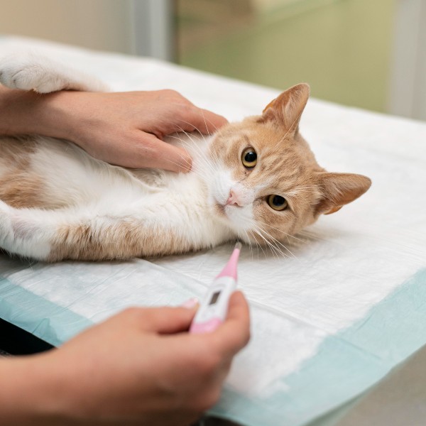 Katze kurz davor vom Tierarzt mit dem Fieberthermometer behandelt zu werden.